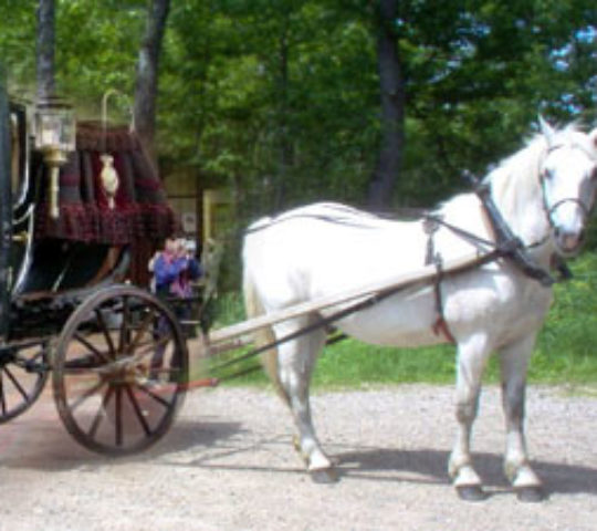 Horse and Carriage Tour